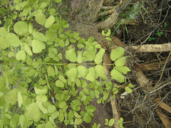 Senegalia nigrescens