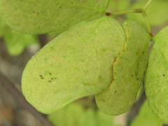 Senegalia nigrescens