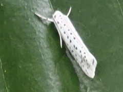 Yponomeuta multipunctella