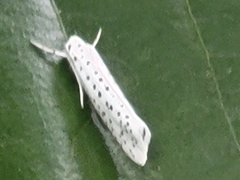 Yponomeuta multipunctella