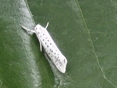 Yponomeuta multipunctella