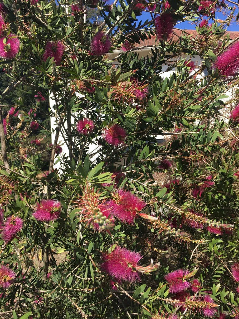 crimson bottlebrush (Rock Haven Alien Invasive Plant Species