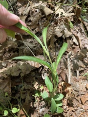Lysimachia lanceolata