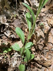 Lysimachia lanceolata