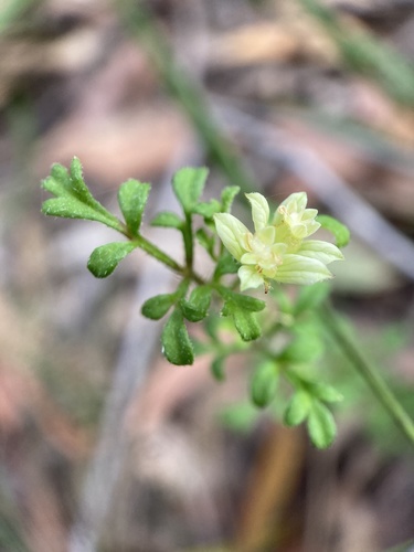 Xanthosia stellata J.M.Hart & Henwood