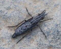 Tabuda planiceps