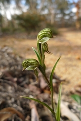 Pterostylis sargentii