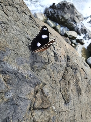 Hypolimnas bolina nerina