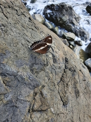 Hypolimnas bolina nerina