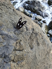 Hypolimnas bolina nerina