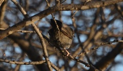 Calamonastes simplex
