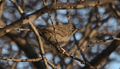 Calamonastes simplex