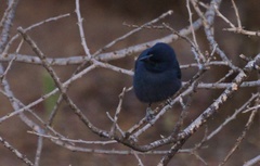 Laniarius funebris
