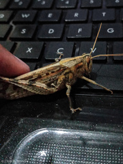 Schistocerca interrita