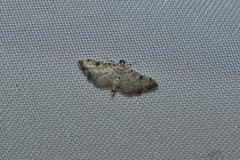 Hileithia approprialis