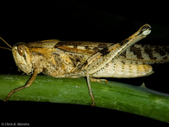 Schistocerca interrita