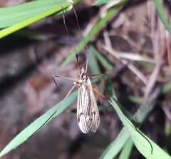 Prionolabis rufibasis