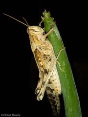 Schistocerca interrita