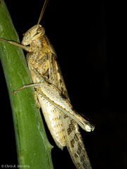 Schistocerca interrita