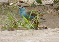 Uraeginthus angolensis