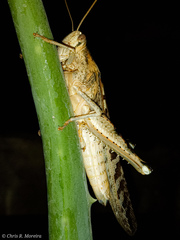 Schistocerca interrita