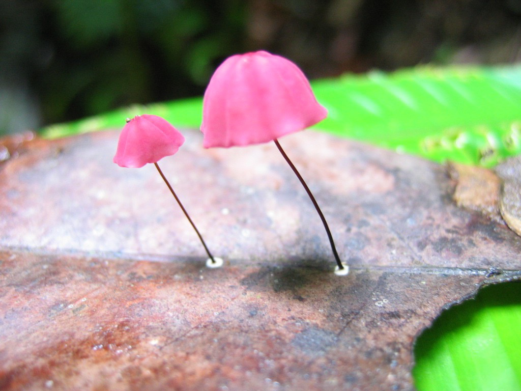 Marasmius haematocephalus · July 2004 · photo: © riskindan (iNaturalist, cc-by)
