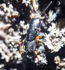 Dinothenarus badipes