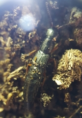 Dinothenarus badipes