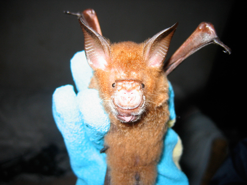 Commerson's Roundleaf Bat