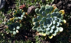 Gamocarpha scapigera