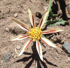 Mutisia sinuata