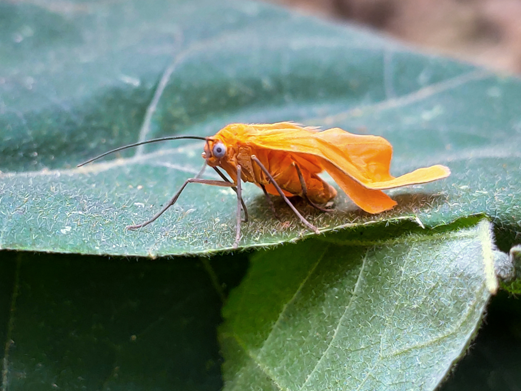 Eubaphe unicolor image