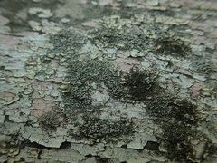 Lecanora polytropa