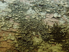 Lecanora polytropa