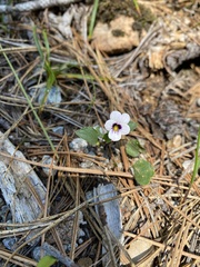 Viola cuneata