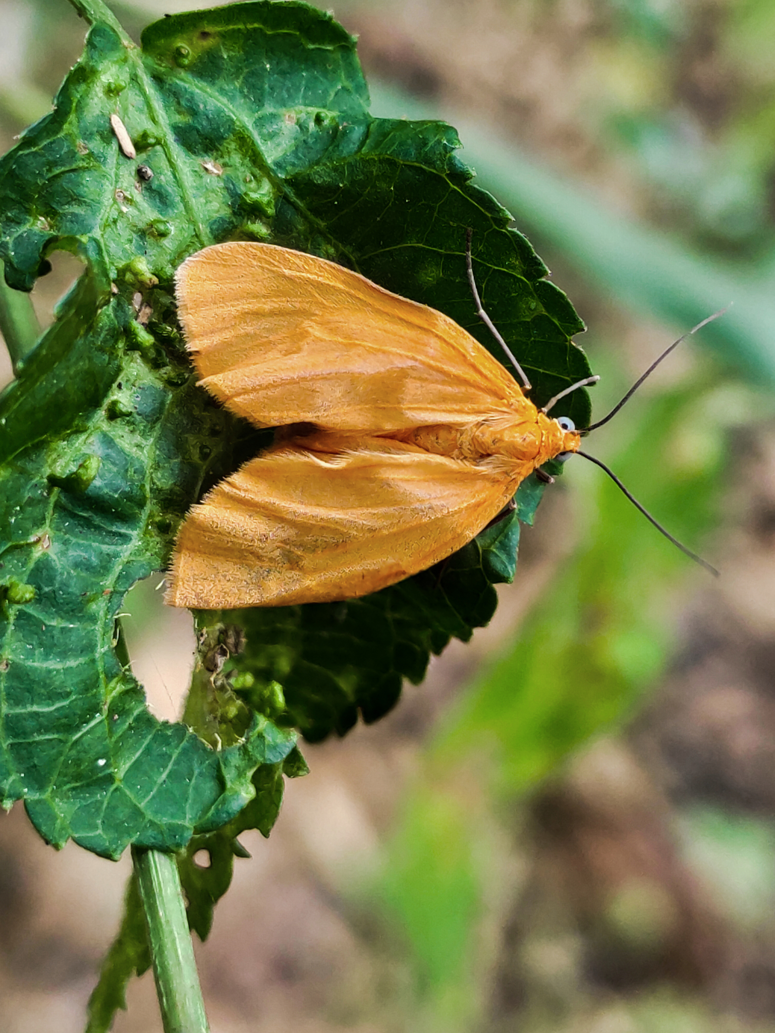 Eubaphe unicolor image
