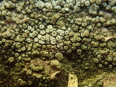 Lecanora polytropa
