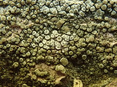 Lecanora polytropa