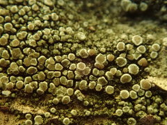 Lecanora polytropa