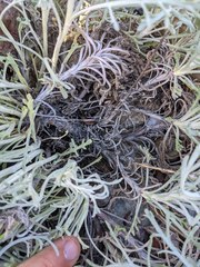 Chaenactis suffrutescens