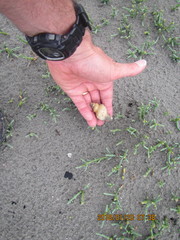 Austrofusus glans