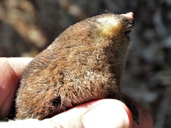Amblysomus hottentotus