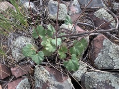 Heuchera glomerulata