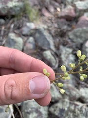 Heuchera glomerulata