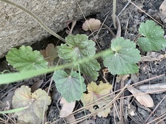 Heuchera glomerulata