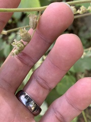 Heuchera glomerulata