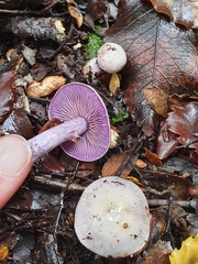 Cortinarius laquellus
