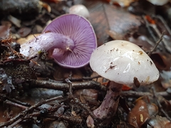 Cortinarius laquellus