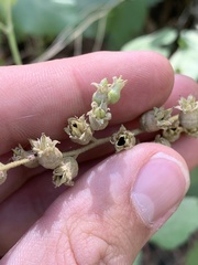 Heuchera glomerulata