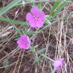 Phlox cuspidata